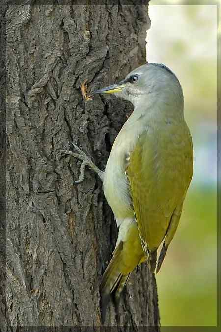 门口花园绿背啄木鸟
