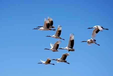 在蓝天中翱翔【美图】