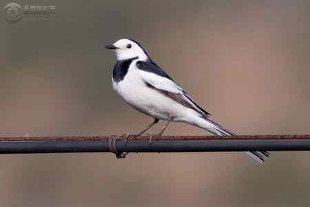 鸟字怎么读?金山词霸中425个鸟字读音