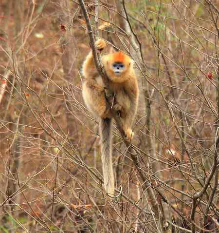 拍鸟拍到了川金丝猴 拍鸟拍到了川金丝猴