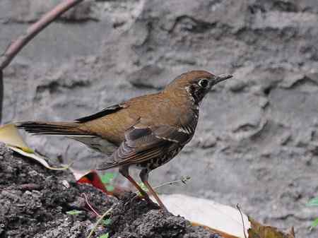 长尾地鸫 较少见到的鸫