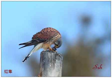 京城猛禽【组图】