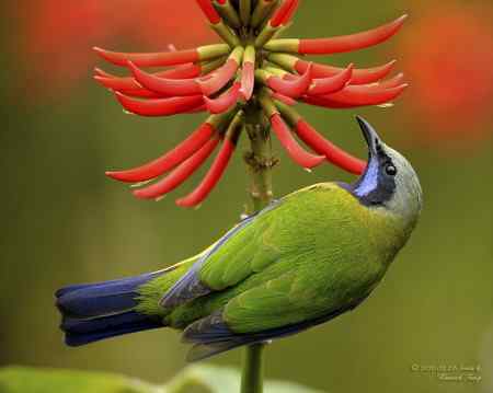 香港山林间的橙腹葉鵯 香港山林间的橙腹葉鵯