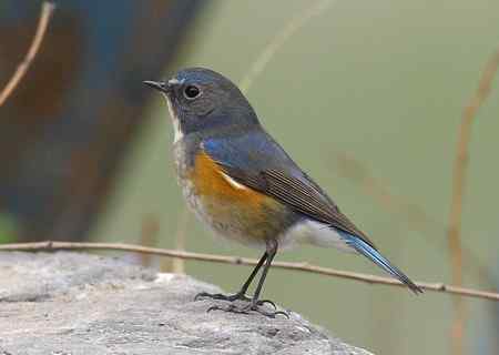 红胁兰尾鸲（男的）