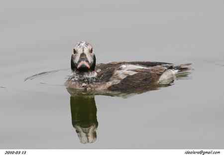 旌湖长尾鸭 旌湖长尾鸭