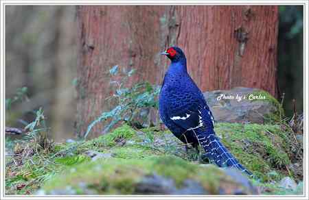 台中大雪山瑰寶——蓝腹鹇、帝雉