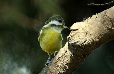 黄腹山雀高清晰照片一组