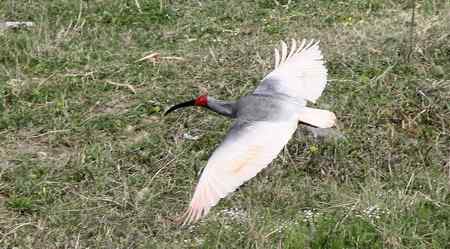 朱鹮白鹭一家亲