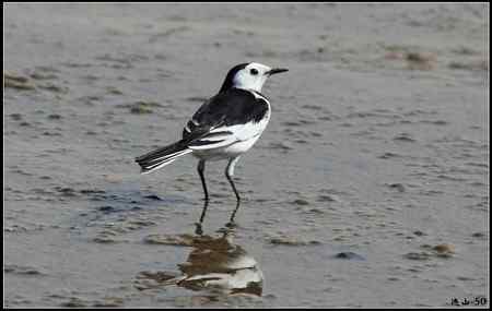陕西观鸟会铜川观鸟，拍鸟印象