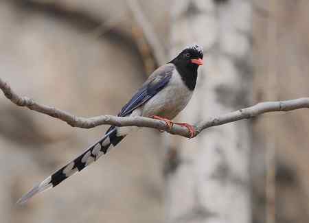 北红,大斑啄木鸟,红嘴蓝鹊等