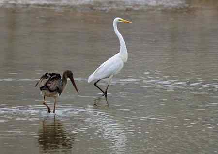 黑鹳与白鹭