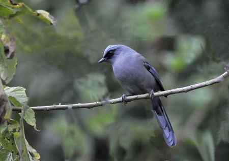 云南的百花岭是鸟的天堂