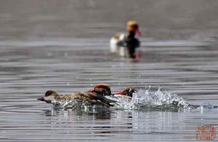 浑河初开丽鸭来：赤嘴潜鸭