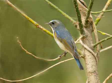 林场的红胁蓝尾鸲