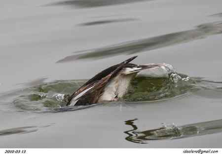 旌湖长尾鸭 旌湖长尾鸭