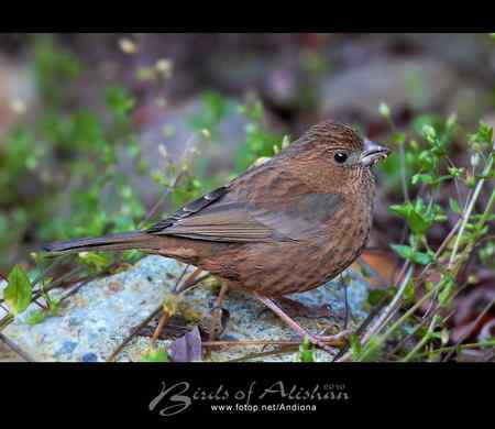 台湾阿里山酒红朱雀 Vinaceous Rosefinch 台湾阿里山酒红朱雀 Vinaceous Rosefinch