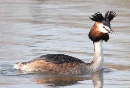 太阳岛的鸟  凤头