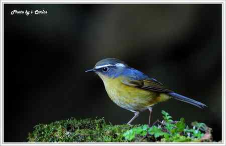 飛羽小品 白眉林鸲