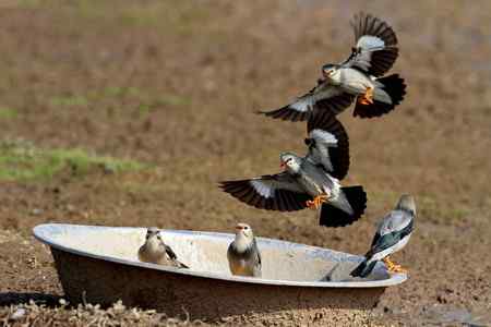 椋鸟爱吃大锅饭