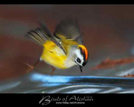 火冠戴菊 Taiwan Firecrest