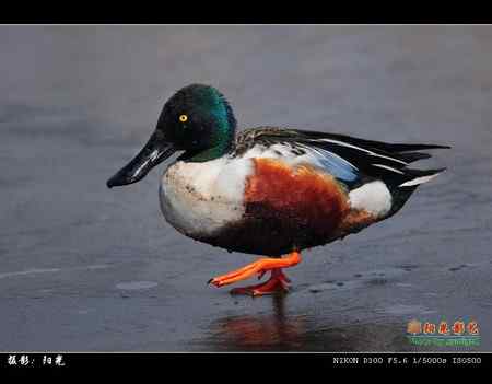 琵嘴鸭高清晰组图