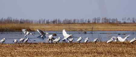 琵琶鹭及侯鸟已飞回向海