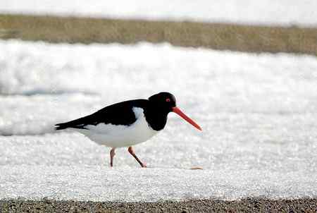 砺鹬 熬过漫长的冬季 砺鹬 熬过漫长的冬季