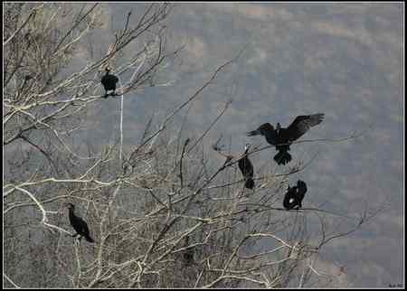 陕西观鸟会铜川观鸟，拍鸟印象