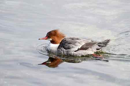 温哥华的普通秋沙鸭