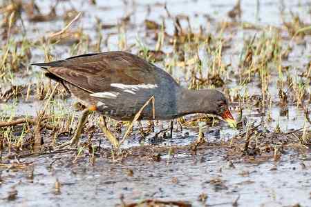 昌江湿地黑水鸡