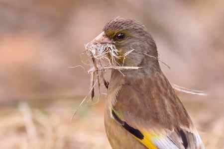 筑巢的金翅鸟儿