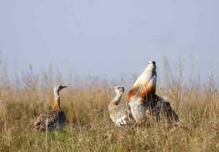 保护大鸨 匹夫有责