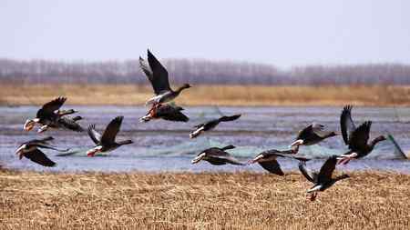 南飞的大雁今天已飞回向海，即将繁衍后代。
