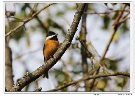 秦岭地区的小林鸟