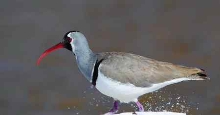 忻州牧马河的鹮嘴鹬