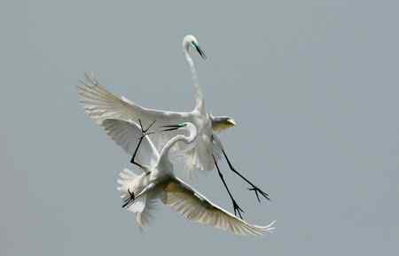 空中芭蕾舞    大白鹭