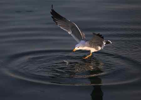 海鸥天生爱吃鱼！！