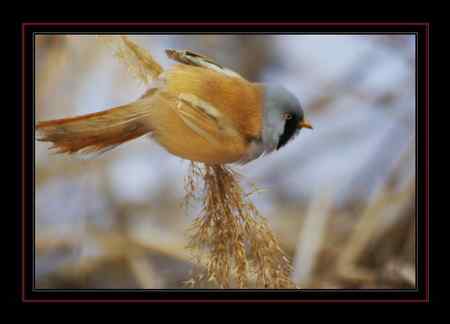 文须雀,为之守候多天 文须雀,为之守候多天