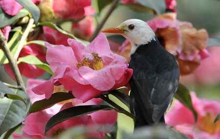 云南的百花岭是鸟的天堂
