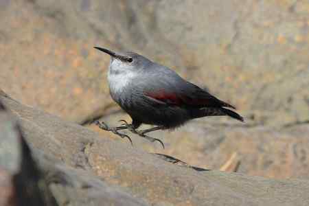 收获红翅旋壁雀