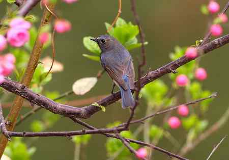 桃花枝头一红胁