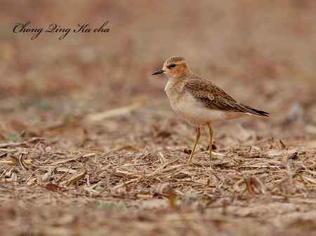 东方鸻 重庆咔嚓作品