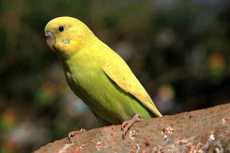 海南热带飞禽世界鹦鹉照片30片