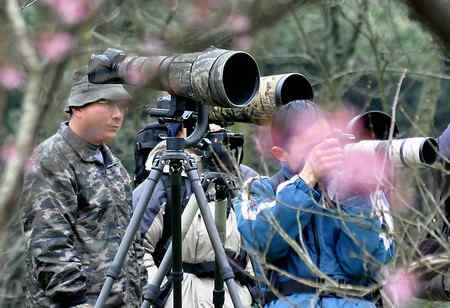 杭州植物园又拍樱花与绣眼