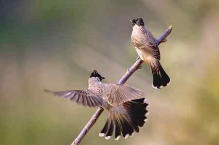 一组黑头红臀鹎 (白喉红臀鹎)