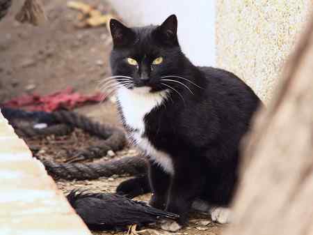 八哥被猫所害 同伴深情的呼唤