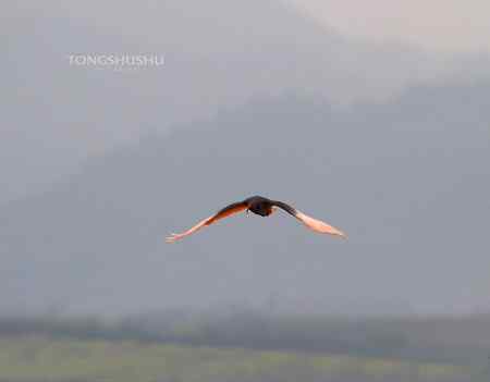 朱鹮从山那边飞过来！