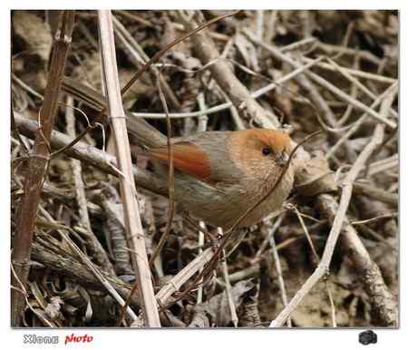 盐城的棕头鸦雀
