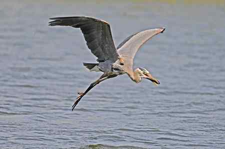 苍鹭吃鱼 美国洛杉矶