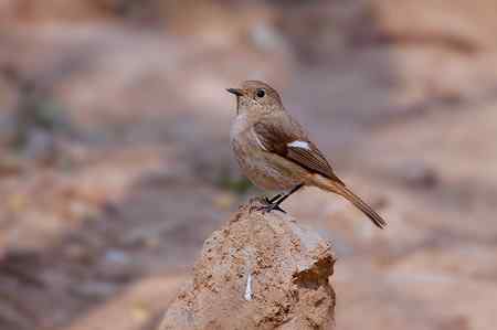自留地里的菜鸟！
